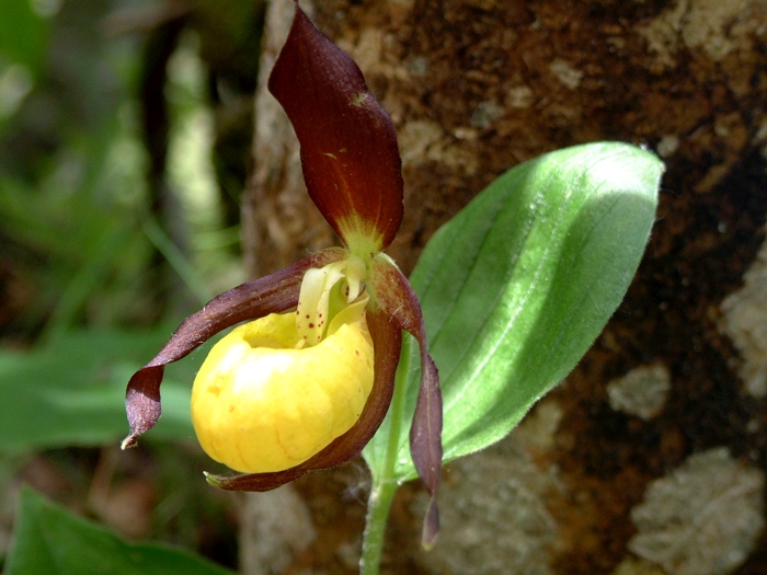 Cypripedium calceolus / Scarpetta di Venere